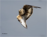Rough-legged Hawk