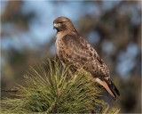 Red-tailed Hawk
