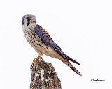American Kestrel
