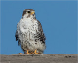 Prairie Falcon