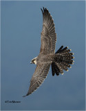 Peregrine Falcon