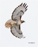 Red-tailed Hawk