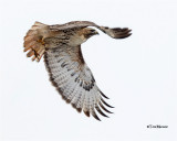 Red-tailed Hawk