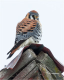 American Kestrel