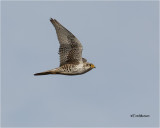 Priarie Falcon