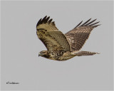 Red-tailed Hawk