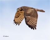 Red-tailed Hawk