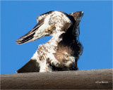 Red-tailed Hawk