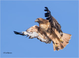 Red-tailed Hawk