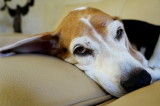 DSC05296c.jpg