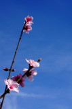 DSC04392c.jpg