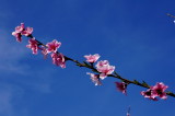 DSC04393c.jpg