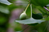 DSC08520c.jpg