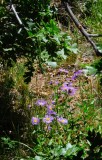 07 July 2014 0616-edited.jpg