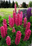 Flowers in Aspen, Colorado