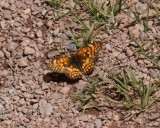 Butterfly at the Bells
