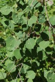 Butterfly Eggs