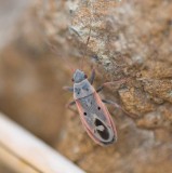 1. Cosmopleurus fulvipes (Dallas, 1852)