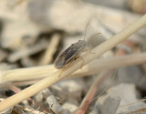 4. Paranysius fallaciosus (Puton, 1895)