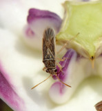 4. Paranysius fallaciosus (Puton, 1895)