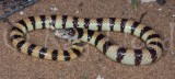Simoselaps littoralis