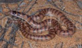 Brachyurophis semifasciatus
