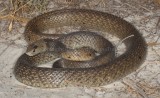 Pseudonaja affinis affinis