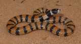 Simoselaps anomalus