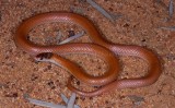 Parasuta monachus