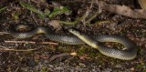 Rhinoplocephalus bicolor