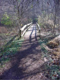 On the trail at Radnor Lake