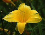 x8692_Yellow Flower Macro 1.jpg