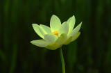 x9349_YellowFlower 3.jpg
