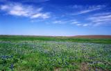 Spring bluebonnets in the back coastal pasture: March, 2001