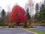 maple tree