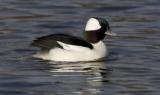 Bufflehead (M, breeding)