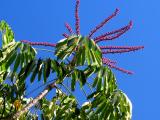 Umbrella tree with fruit