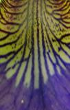 Iris I