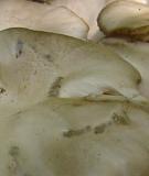Mushroom II