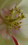 Columbine I
