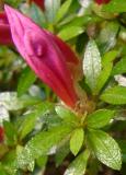 Azalea 'Kazan' I