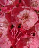 Mountain Laurel I