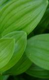Dwarf Solomon Seal