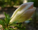 Azalea 'Aozara' I
