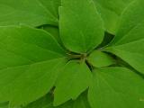 Pachysandra procumbens