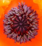 Poppy