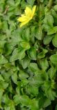Lysimachia minutissima
