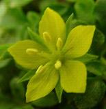 Lysimachia minutissima