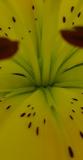 Lilium sp.