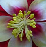 Columbine V